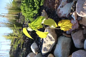 2025-06-21 Bartons Park - IMG_2493_compressed_q50.webp